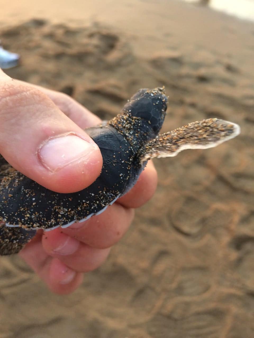 alagadi beach caretta caretta